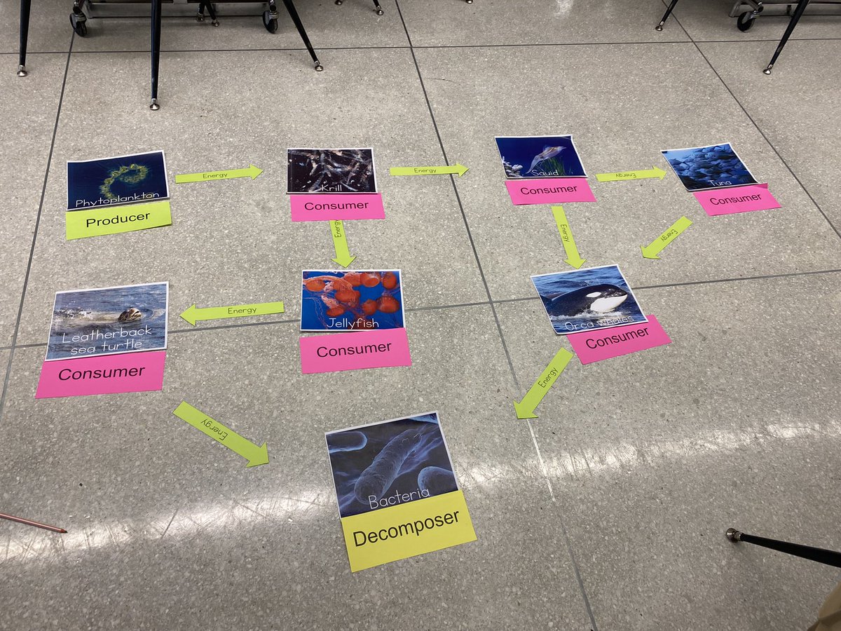 hmssci5's tweet photo. Whenever we can get outside the four walls of our classroom, we do! Last week the kids were able to work together to make a giant Food Web in preparation for a quiz. https://t.co/uomJod5s47