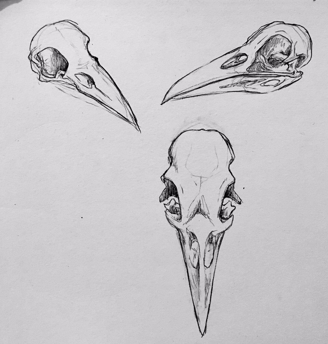 Tattoo design commission of a raven skull for a friend! I highkey wanna  make this into a charm… with gold edges…… #ravenskull #skulltattoo  #tattooart #runic #SKULLS, image size:1144x1200