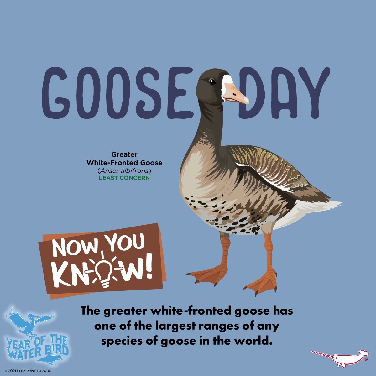 PepomintNarwhal's tweet photo. Happy #GooseDay! 
#NowYouKnow #GreaterWhiteFrontedGoose

#PeppermintNarwhal
Etsy https://t.co/48budCETnr
Redbubble https://t.co/ISRfrTWwVu
TeePublic https://t.co/yNi4J9Tz7I
YouTube: https://t.co/uKbf9WHgqP

#YearOfTheWaterBird #YOTWB #Goose https://t.co/x6vvDnYyaq