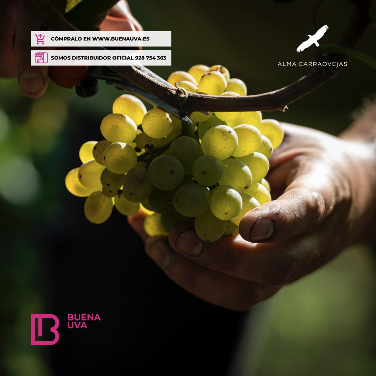 Pago Carraovejas
•
Seguimos en modo vendimia, esta vez en Pago Carraovejas...
•
#PagoCarraovejas #BuenaUva @PagoCarraovejas