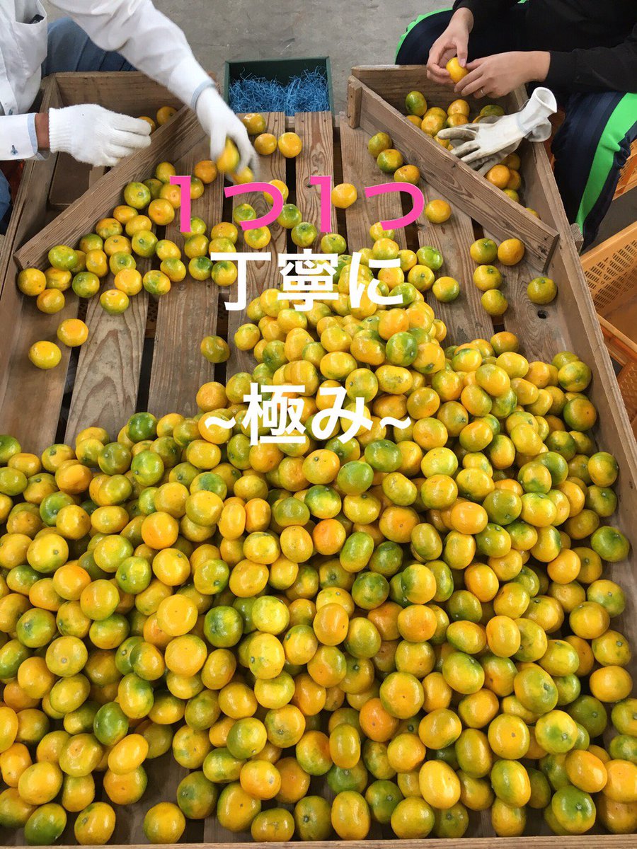 Wingingm_m's tweet photo. 今年もみかん🍊収穫が始まりました。
私が真心込めて作り上げた熊本の特産品、河内みかん🍊をより多くの方にお召し上がって頂きたいのでこの記事をリツイート、アカウントフォローしてくださった中から10名様にみかん5kg箱をお送り致します！
＃プレゼント
#プレゼント企画
＃ビタミン
＃特産品 https://t.co/N9v4zubdgd
