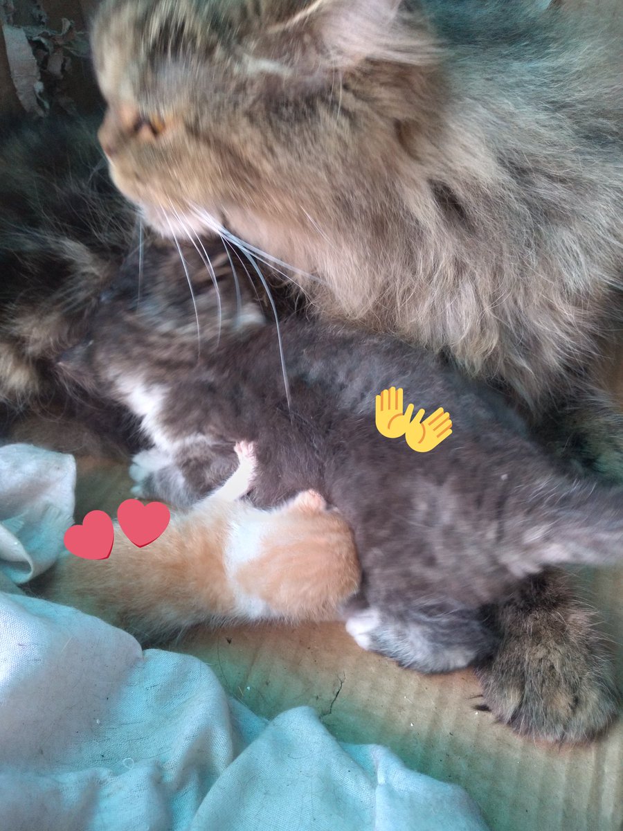 Pets! Guys jadi tdi aku dititipin tetangga anak kucing oren itu karena katanya ditinggal induknya. aku punya kucing yg masih menyusui tapi kucing aku gamau jilatin kucing orennya dan kucing oren juga belum bisa nyusu gimana yaa?? 😭makasihh!