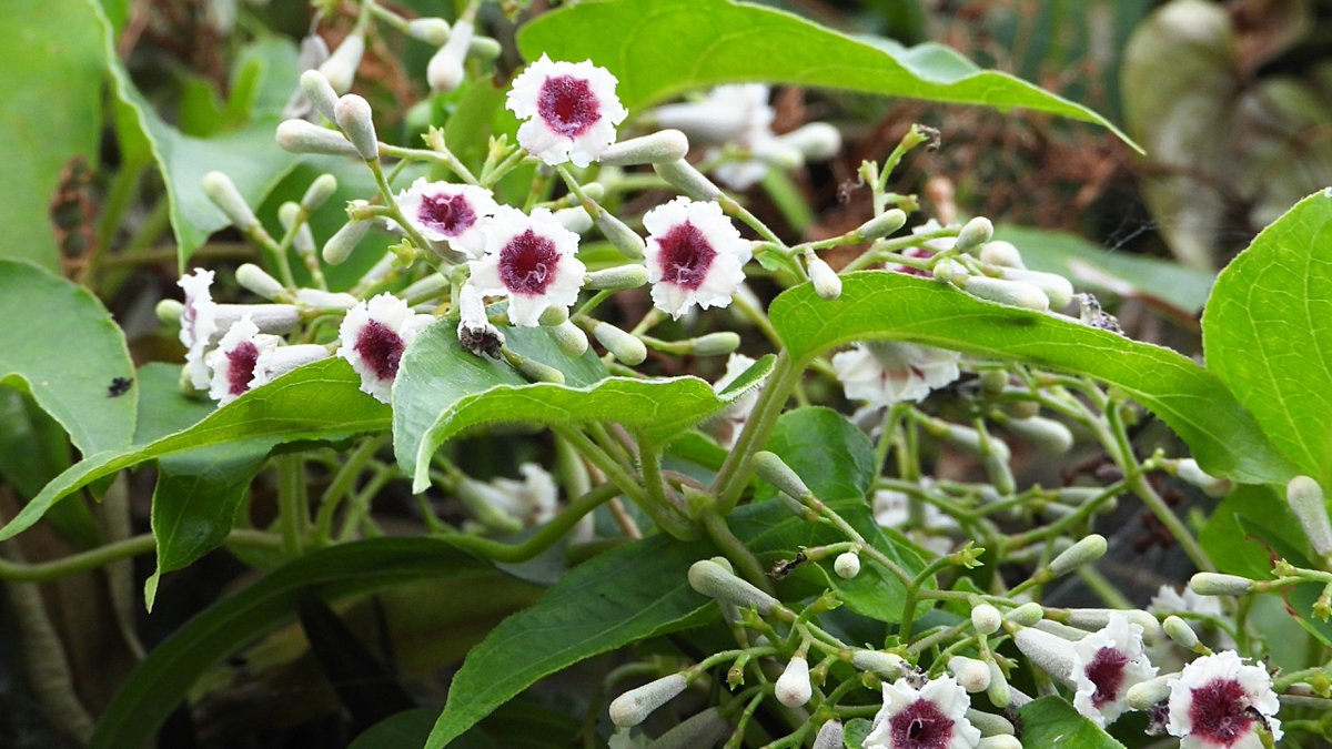 青木双風 V Twitter いま開花中のこの花 ヘクソカズラ 屁糞葛 嫌がらせですか 臭いけどさ 私がヘクソカズラ だったら名前つけたやつ八つ裂きにしても足らぬ しかも花言葉 誤解を解きたい って何だよ 遊んでんのか ことわざ ヘクソカズラも花盛り 意味