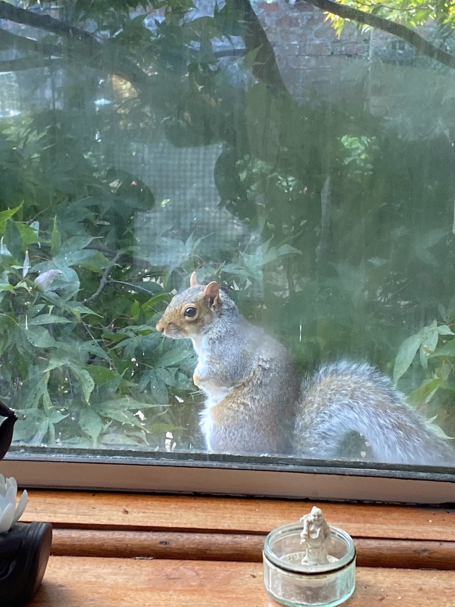 oztrazine's tweet photo. #SquirrelScrolling Harley’s doing great a the posh zone while Zeek has reappeared after a few days away. #wildlife #savethegreys #stopthecull https://t.co/9IBTo9nh1p