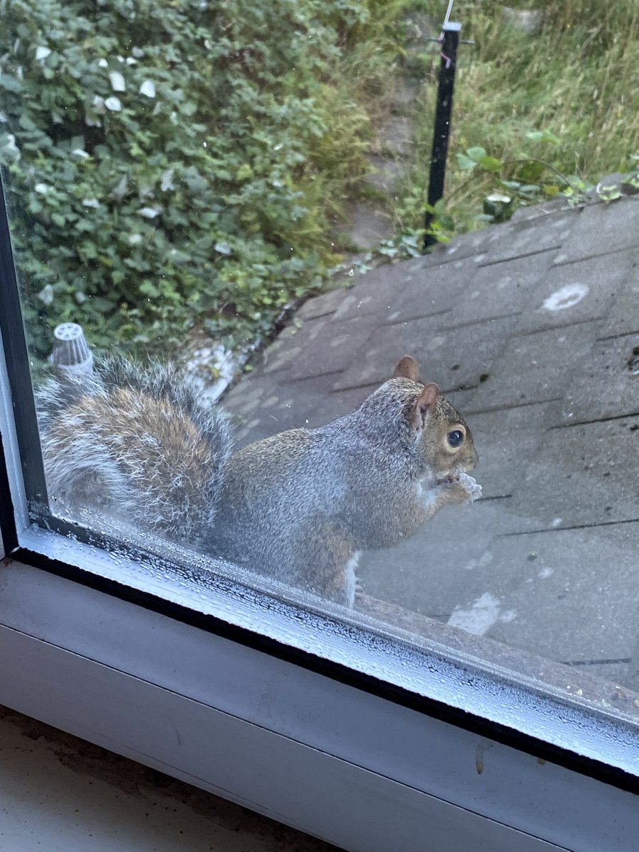 oztrazine's tweet photo. #SquirrelScrolling Harley’s doing great a the posh zone while Zeek has reappeared after a few days away. #wildlife #savethegreys #stopthecull https://t.co/9IBTo9nh1p