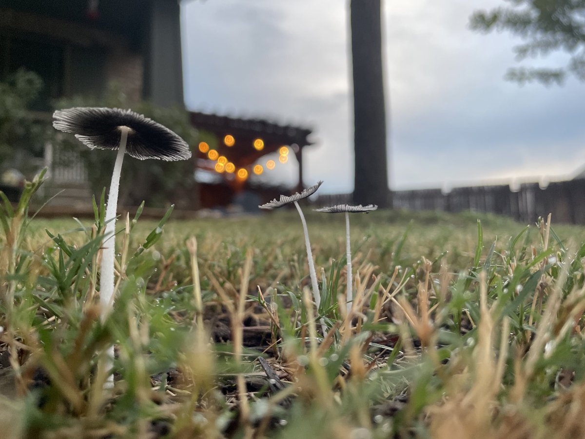 The Fungus is among us, so glad to get some rain. ⁦<a href="/ScottFisherFOX7/">Scott Fisher</a>⁩ ⁦<a href="/zackshieldsFOX7/">Zack Shields FOX 7</a>⁩
