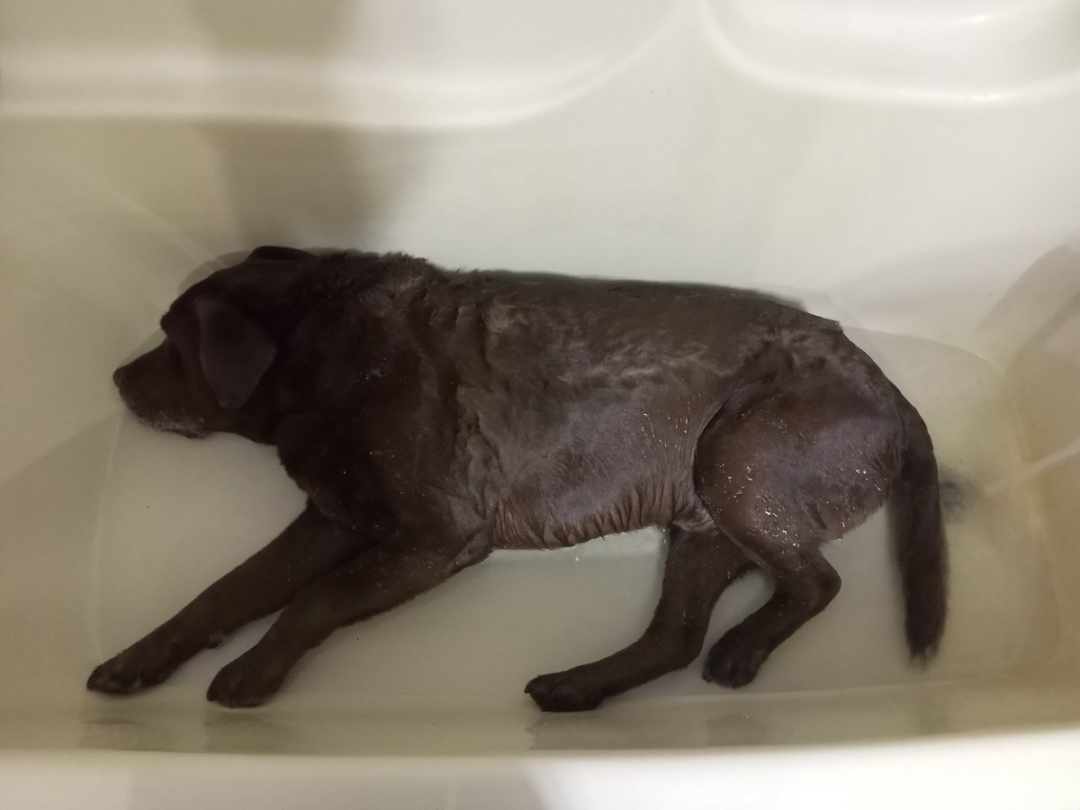 AmericanHobbes's tweet photo. My beautiful boy getting his last bath. We aren't taking his freedom ride today looking like shit. He is going to be handsome. https://t.co/jlNrodzXS3
