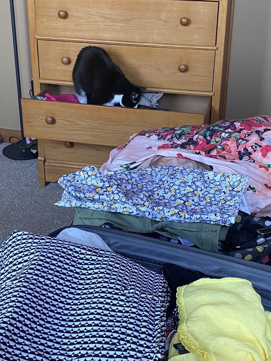 Simon's Cat on Twitter "Trying to get anything done when you have a