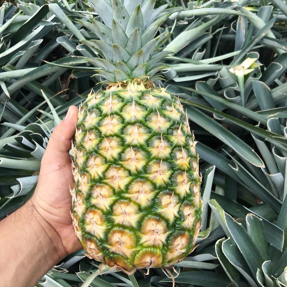 Jupiter__Group's tweet photo. 🍍🌱 Our Costa Rican MD2 pineapples are packed full of Vitamin C and other nutrients making them the perfect remedy to combat the cold winter weather.
#pineapple #SouthAmerica #Globalgrower #growers #fruitfarm #farming #agriculture #agronomy #fresh #healthfood #healthfruit https://t.co/6Ap7wJyzvd