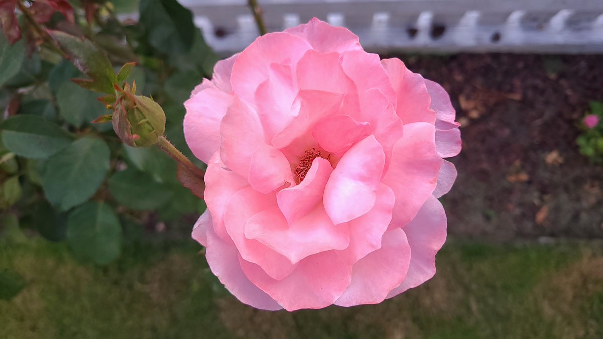 LovelyEarthS's tweet photo. Nothing is sweeter than roses at Mom's.
#MomsFlowers #MomsRose #RoseWednesday #HaveARose #LovelyEarthSociety https://t.co/howF71Sn5p