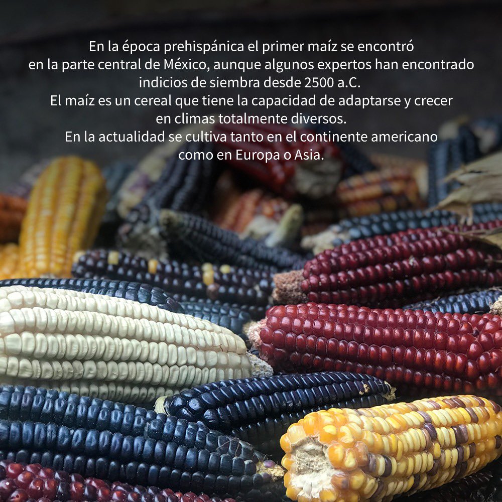 CulturaCiudadMx's tweet photo. #HoyCultura celebra al alimento más representativo de nuestra cultura y gastronomía, el maíz 🌽 🇲🇽

“Somos granos de maíz de una misma mazorca.
Somos una sola raíz de un mismo camino”. Fragmento de poema otomí del escritor y poeta Thaayrohyadi.

#DerechoALaMemoria https://t.co/ygJ6sPov3a