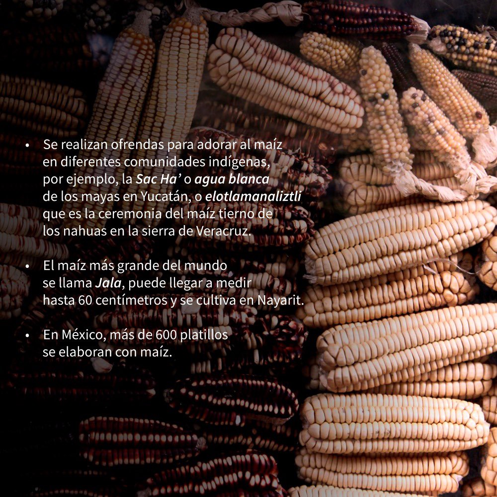 CulturaCiudadMx's tweet photo. #HoyCultura celebra al alimento más representativo de nuestra cultura y gastronomía, el maíz 🌽 🇲🇽

“Somos granos de maíz de una misma mazorca.
Somos una sola raíz de un mismo camino”. Fragmento de poema otomí del escritor y poeta Thaayrohyadi.

#DerechoALaMemoria https://t.co/ygJ6sPov3a