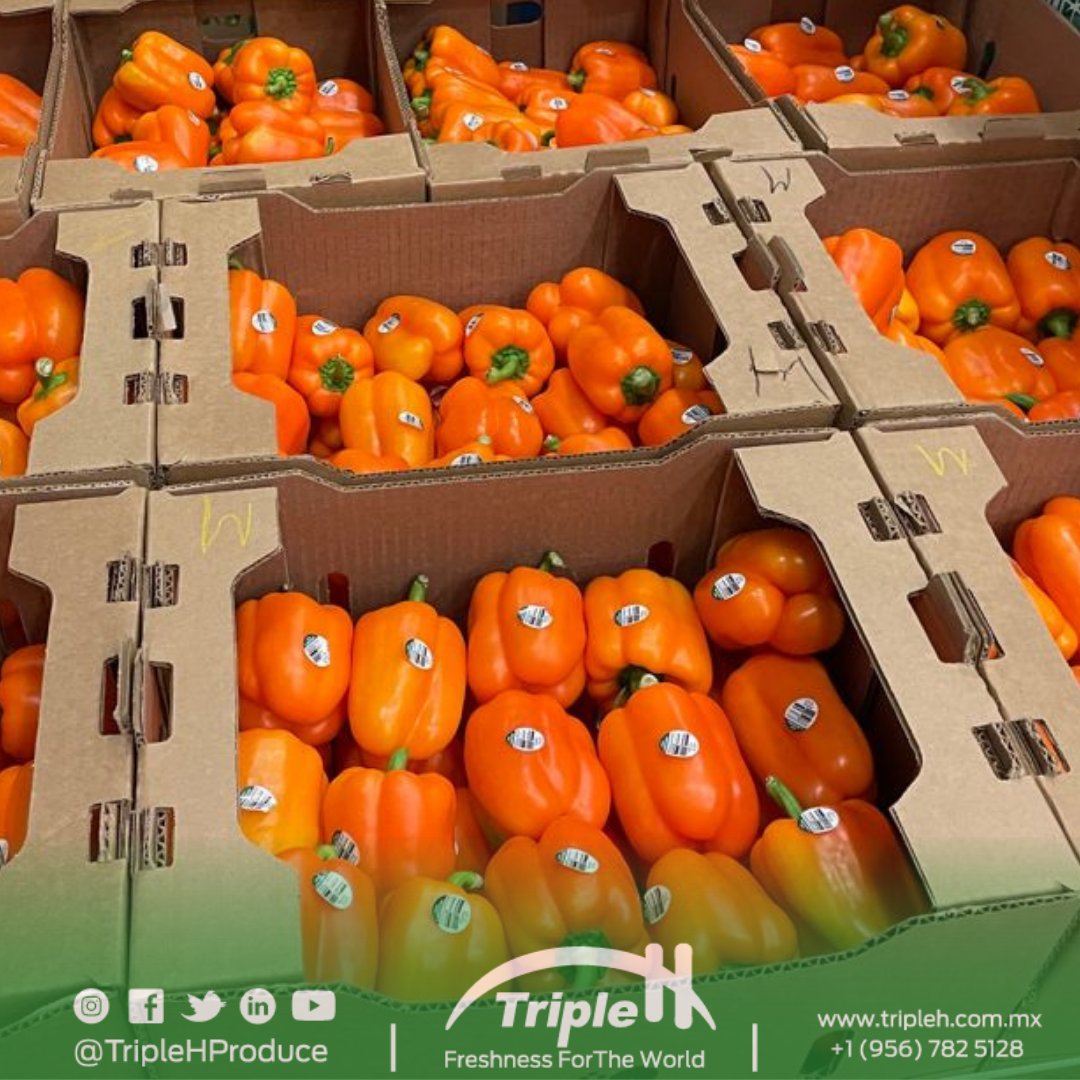 TripleHProduce's tweet photo. Sweet & delicious #OrangeBellPepper 🧡 ready for pick up!🚛💨
#QuoteNow 📲956-782-5128 or 📧 sales@tripleh.com.mx
#TripleHProduce #FreshProduce #NowInSeason #SweetPeppers https://t.co/4IHgs8HZ8t