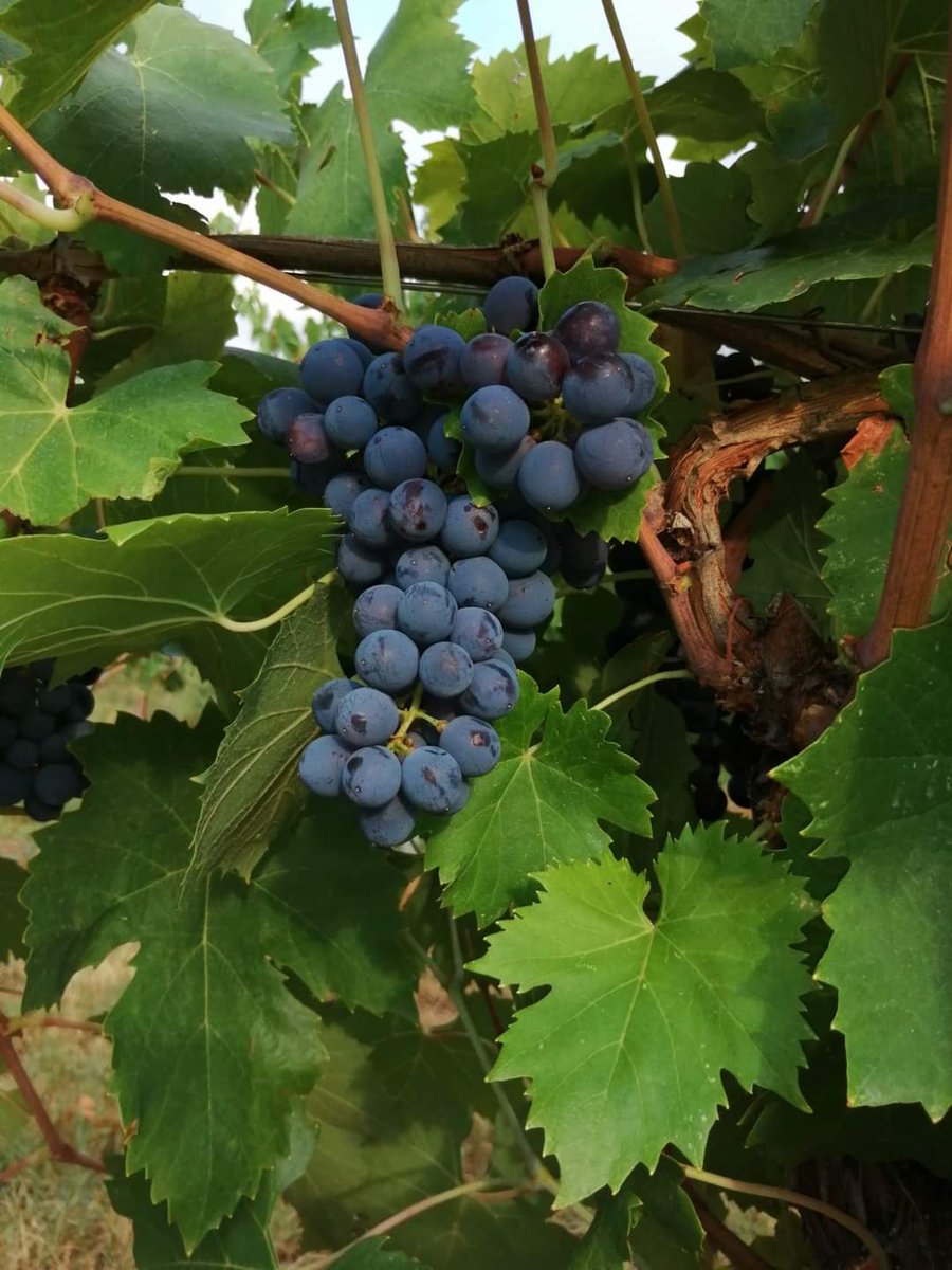 MerlottaVini's tweet photo. 🔱 Sangiovese 2021 🔱  si preannuncia un'annata storica #fondatoriPG #petalidiViola https://t.co/oH6XGwrxG0