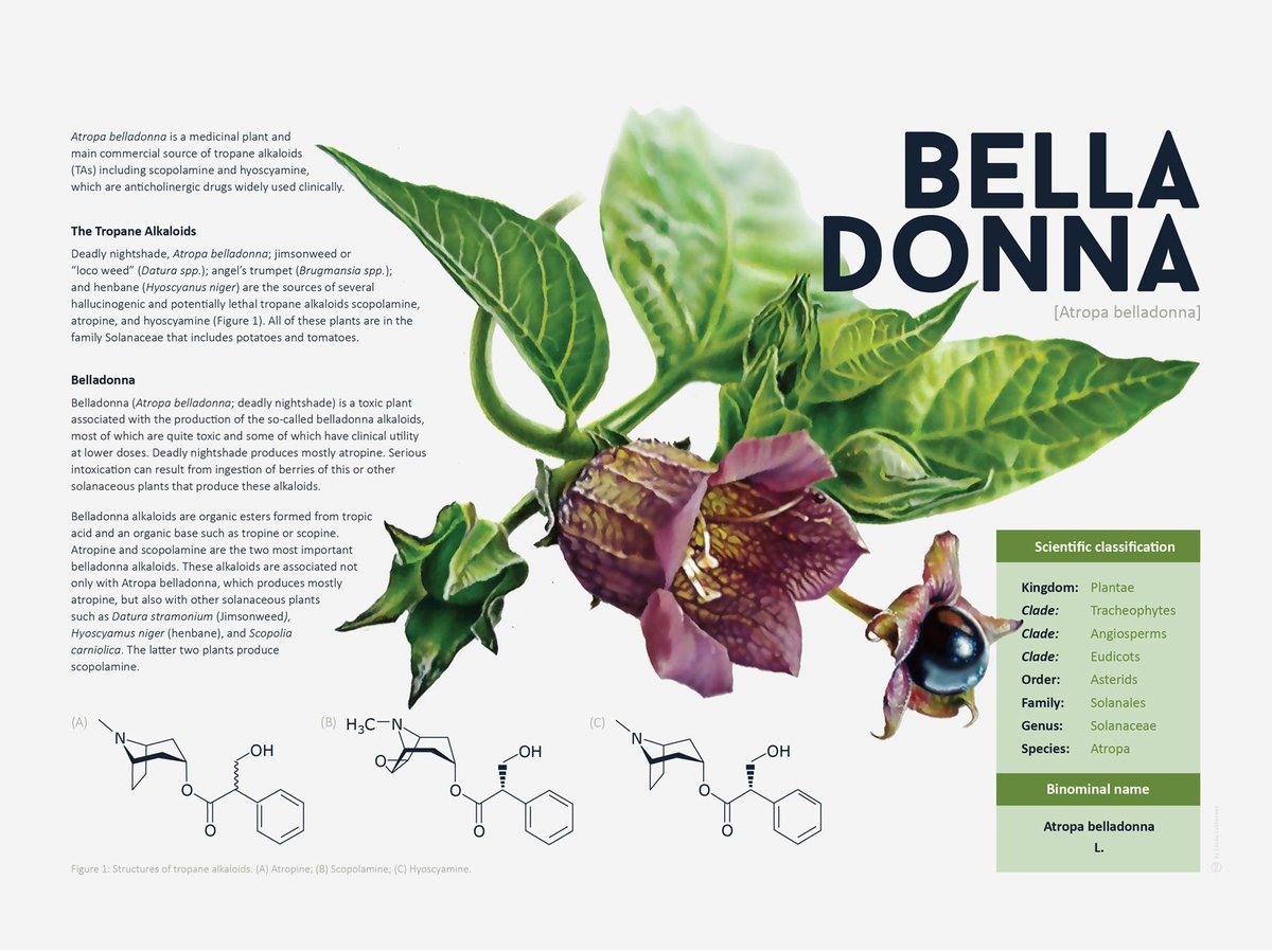 Medillustrates's tweet photo. Botanical illustration accompanying specific facts about the Belladonna plant (Atropa belladonna) by Linda Lubberson 
-
View more: https://t.co/3DWXLBwCIT
-
#botanicalart #botanicalillustration #botany #naturalscience #naturalscienceillustration #nature #flora #StudioLindalu https://t.co/ubK4dDholB