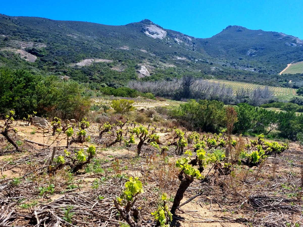 Nice day for a clamber on <a href="/VondelingWines/">Vondeling Wines</a> with <a href="/WWFSouthAfrica/">WWF South Africa</a> Biodiversity Champions. Warm spring-day on Voor-Paardeberg, vines budding in resplendent emerald. #Followthesugarbird #CapeWinelands #SouthAfrica