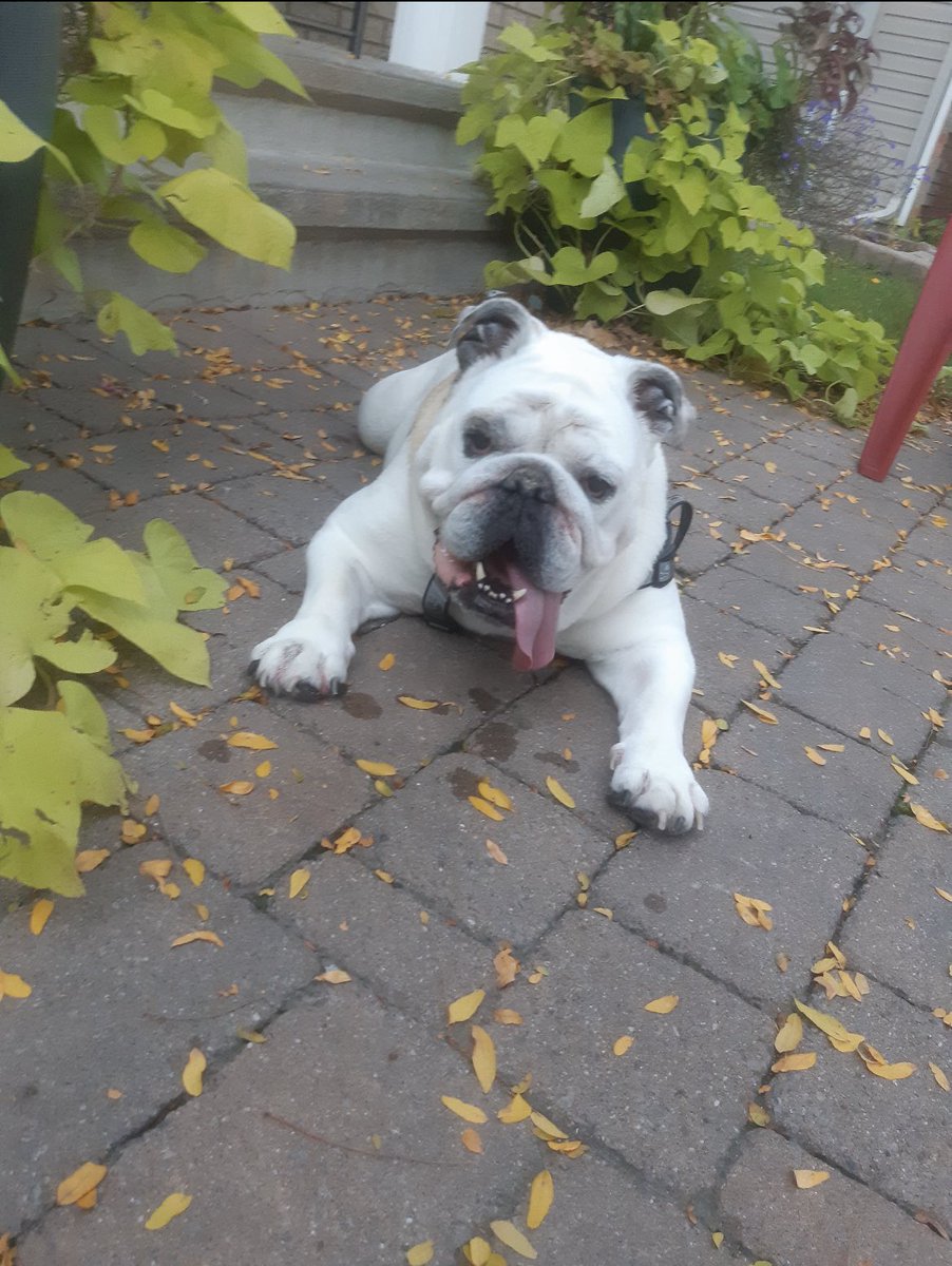 ACDogSquad's tweet photo. Dog squad member Jessie has a little rest after a fun fall walk 🍁🐾 https://t.co/qgs4GU1WuS