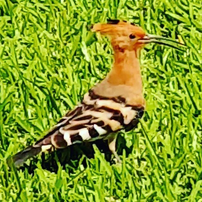 Quinadelart's tweet photo. Abubilla. Creo que nunca le he visto con el penacho de plumas abierto, siempre me reciben tan bien peinaditas 😍

https://t.co/lt3Vqi6LXV

#Abubilla #Apupu #aves #Pájaros #Birds #Fuerteventura #Canarias #CanaryIslands #IslasCanarias https://t.co/rGAXql0dKe