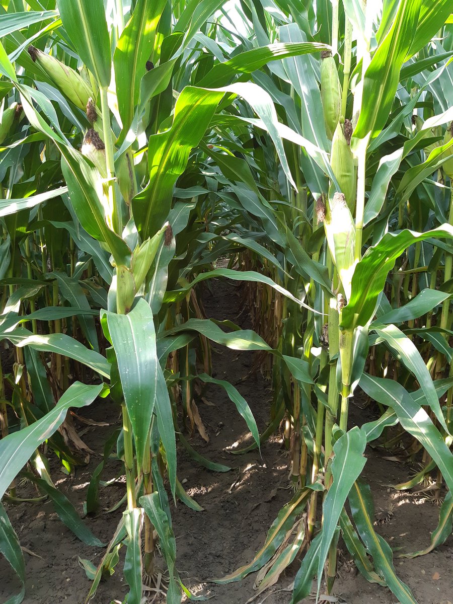 HartmannPerrine's tweet photo. Mi-septembre ont eu lieu les visites des plateformes Perform'Maïs chez @Maisadour et #CAC : l'occasion d'échanger sur le comportement des 🌽 cette année &amp; d'observer les densités de semis x écartements.
Plateforme @maisadour_agro récoltée hier, encore un peu de patience à la CAC. https://t.co/HIqrp6CdyJ