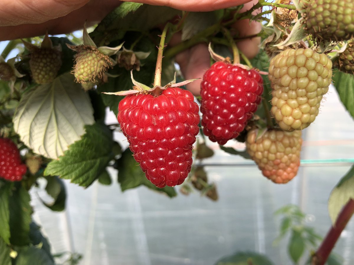 globalplantgen's tweet photo. We’ve been back at the James Hutton Institute this morning to look at the #primocane #raspberry crops. This is the variety Skye once more at its absolute best. https://t.co/zoY6PU27Zy