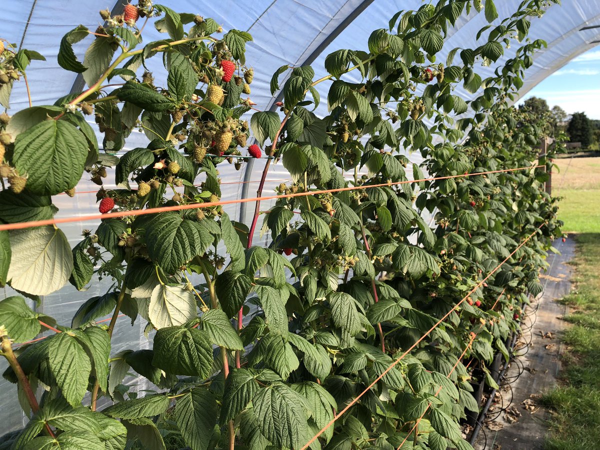 globalplantgen's tweet photo. We’ve been back at the James Hutton Institute this morning to look at the #primocane #raspberry crops. This is the variety Skye once more at its absolute best. https://t.co/zoY6PU27Zy