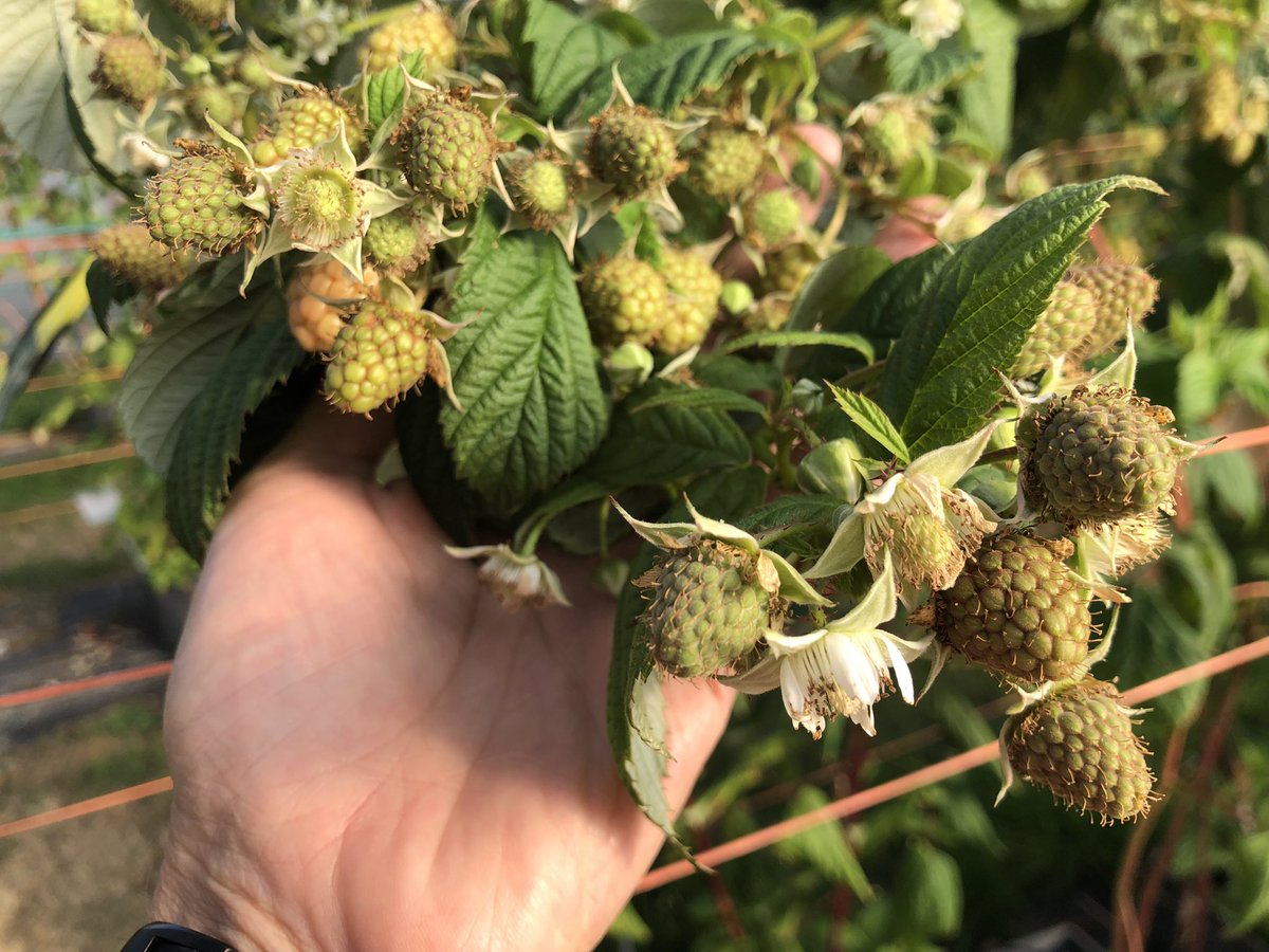 globalplantgen's tweet photo. We’ve been back at the James Hutton Institute this morning to look at the #primocane #raspberry crops. This is the variety Skye once more at its absolute best. https://t.co/zoY6PU27Zy