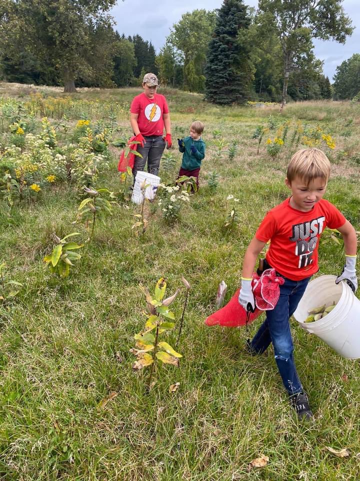 SustainableMon3's tweet photo. Picked 63 pounds of #milkweed pods in 1 hour for #SustainableMonarch’s Community Conservation That Pays program. The initiative compensates people for mature #milkweedpods that they harvest.
Photos from Sustainable Milkweed Harvesters of Michigan.
https://t.co/kqpQf5ZMW1 https://t.co/KhH81NZz1k