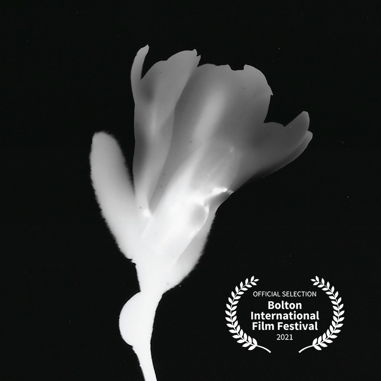 Tonight, 6pm <a href="/BoltonFilmFest/">Bolton Film Festival</a> #BoltonFilmFest The Branches are Hope; The Roots are Memory.