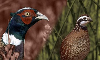 WE'RE HIRING! 
*OK State Coordinator
*MN Membership Services 
*WI Farm Bill Wildlife Biologist 
*KS Habitat Specialist 
*Database Manager 
*SD Easements Habitat Specialist 
*MN CWB Grazing Specialist 
*OR Local Implementation Team (LIT) Coordinator
See all bit.ly/3CQPdPs