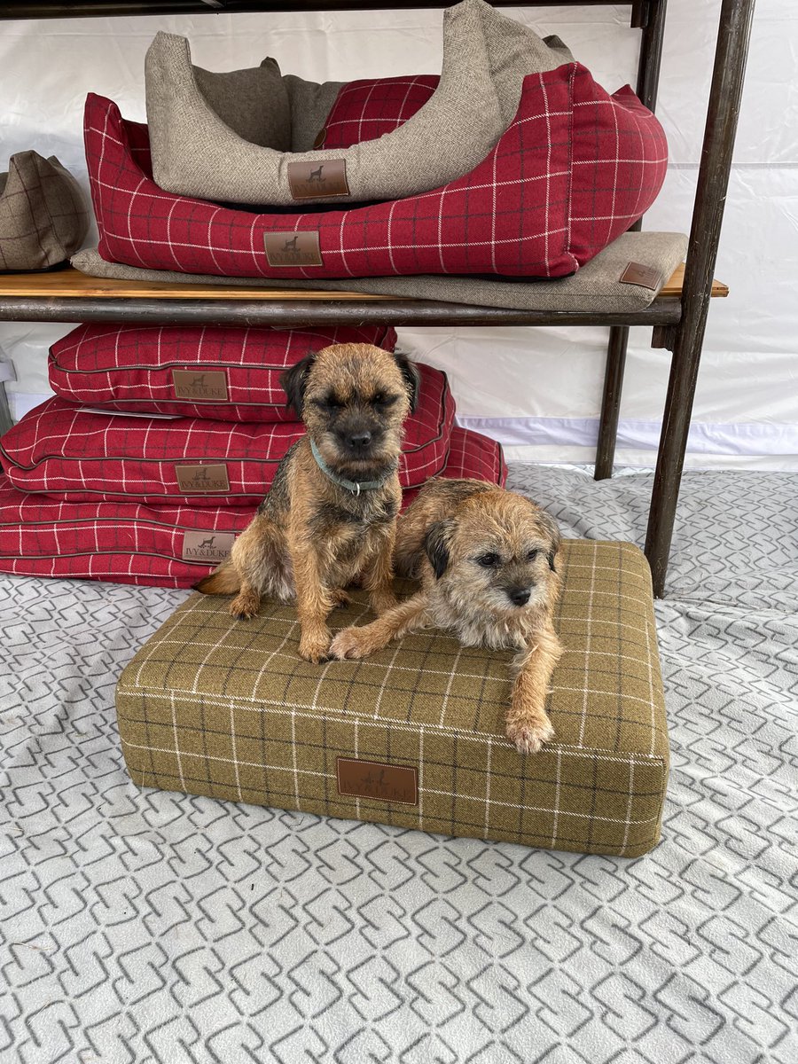 Ivy & Duke tweet media