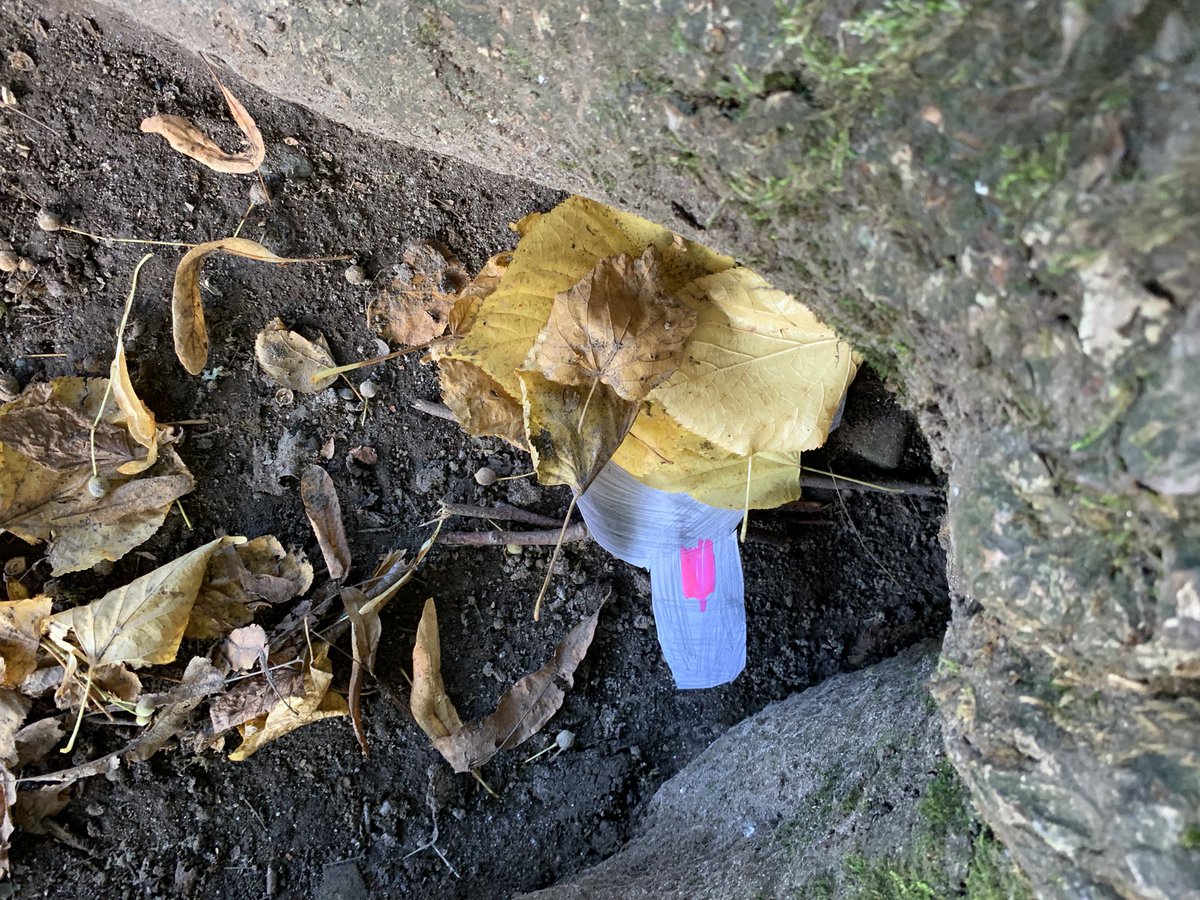 MrsScottCPS's tweet photo. We had great fun in our eco citizenship group @CallanderP 
We did a survey of the school grounds and then did a science experiment about hibernating mice. https://t.co/qAB8eKjzue