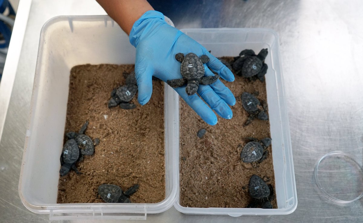GVAagricultura's tweet photo. 🐢Rescatadas 13 crías de tortuga boba en la playa d’El Puig que ya están recuperándose en @Ocenaografic_vl
ℹ️ La Red de Varamientos localiza un nido con 70 huevos eclosionados, de los que 57 seguramente lograron llegar al mar sin problema🌊
@UV_EG @GVA112 @xalocmar #AlertaTortuga https://t.co/6PUFVubAqn