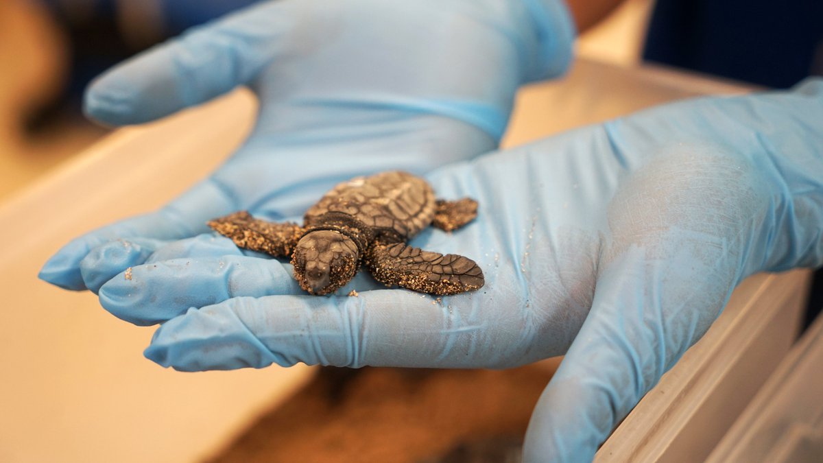 GVAagricultura's tweet photo. 🐢Rescatadas 13 crías de tortuga boba en la playa d’El Puig que ya están recuperándose en @Ocenaografic_vl
ℹ️ La Red de Varamientos localiza un nido con 70 huevos eclosionados, de los que 57 seguramente lograron llegar al mar sin problema🌊
@UV_EG @GVA112 @xalocmar #AlertaTortuga https://t.co/6PUFVubAqn