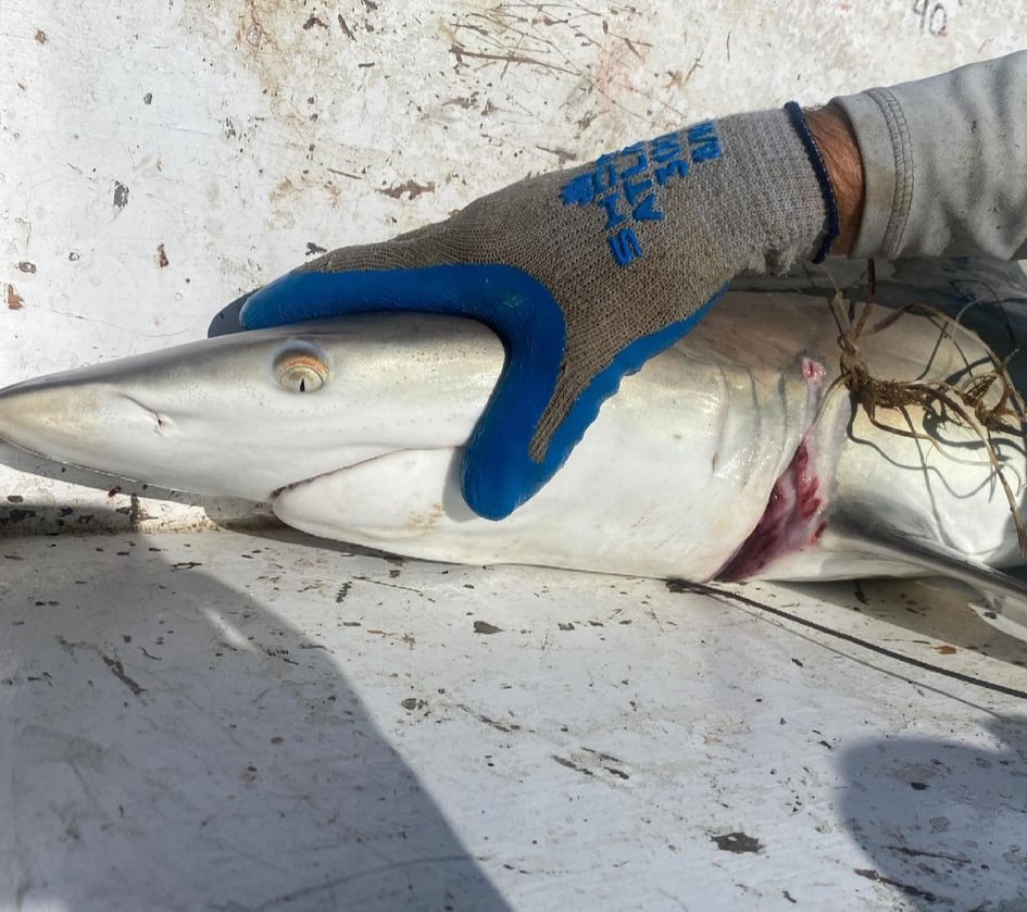 #entanglement report
Juvenile female blacktip shark (Carcharhinus limbatus) caught during a research survey in Apalochicola bay 🇺🇸
Monofilament line from fishing gear caught around the gill region causing deep lacerations🎣
Line was removed by <a href="/FSUMarineLab/">FSU Coastal & Marine Lab</a> - shark swam off safe