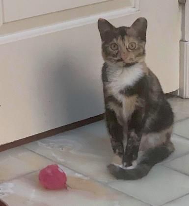 cprRescue's tweet photo. Brรปlรฉe is a beautiful, 5-month-old kitty, who is just as sweet as her name! This shy girl needs a family who is willing to go slowly with her. Once you've earned her trust, she'll be yours forever! Adopt her today! #savealife, #adoptakitty, #cremebrulee, #cpr https://t.co/GVhvBWOvui