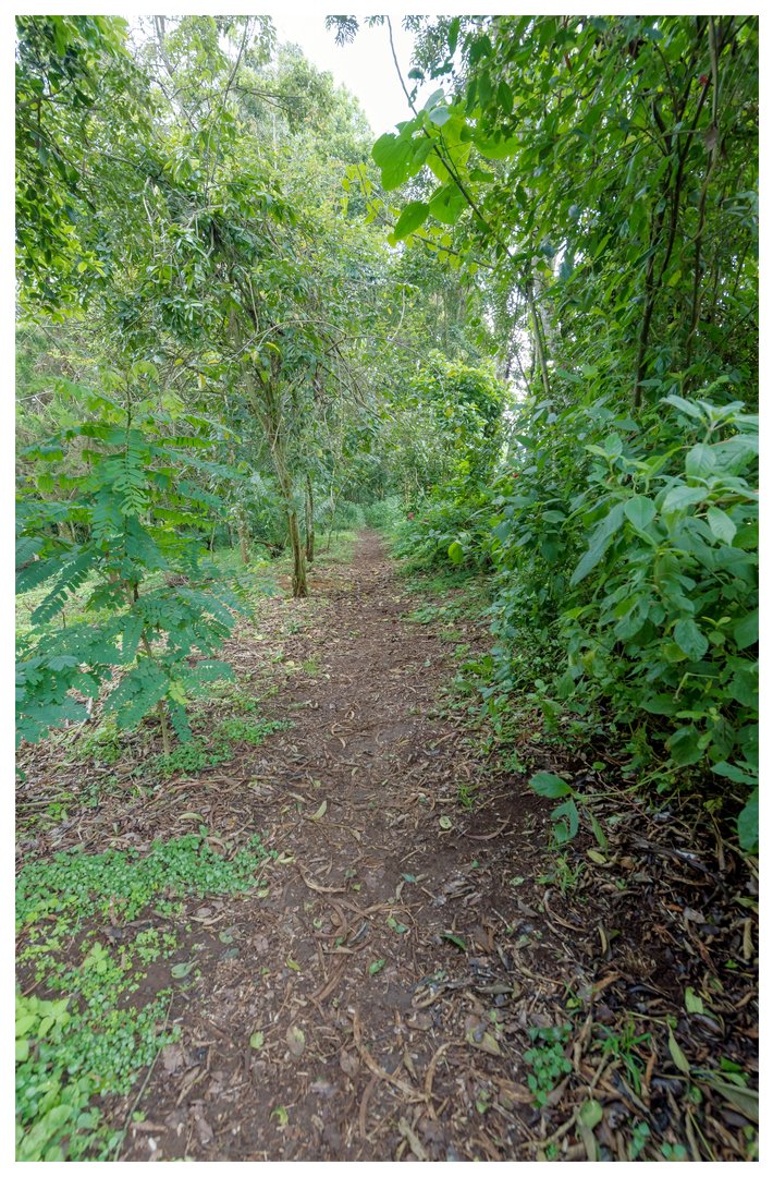 brackenhurstke's tweet photo. Let the forest envelope and restore you in her soft, life-giving arms…
She invites you to visit…
Brackenhurst
#hotelintheforest #brackenhurstforest #TembeaKenya #magicalkenya #discovertigoni #munatreecafe #conferences #outdoors #hybridconferences #staycation #greenspaces https://t.co/ONVehg9Gtt