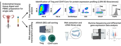 Tregs are necessary to maintain pregnancy. Here Jennifer Southcombe <a href="/JenSouthcombe/">Jennifer Southcombe</a>
and colleagues, characterize the endometrial Treg and demonstrate an altered phenotype during recurrent pregnancy loss: nature.com/articles/s4138… #FoxP3TCells #miscarriage