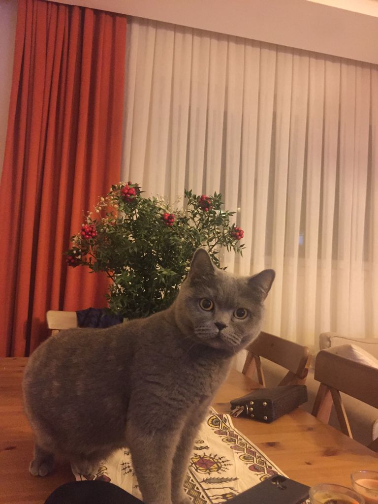 gkhT's tweet image. rt edip desteklerseniz sevinirim.. 

İsmi &quot;Gece&quot;. Adını biliyor. Ancak tanımadığı insanlardan korkar. Ankara İncesu&apos;da sürekli çıktığı bahçeden dönmedi.. birilerinin eve aldığını düşünüyoruz çünkü çok korkaktır bir pencereye sığınmış olabilir. 

gören olursa bilgi için buradayız.