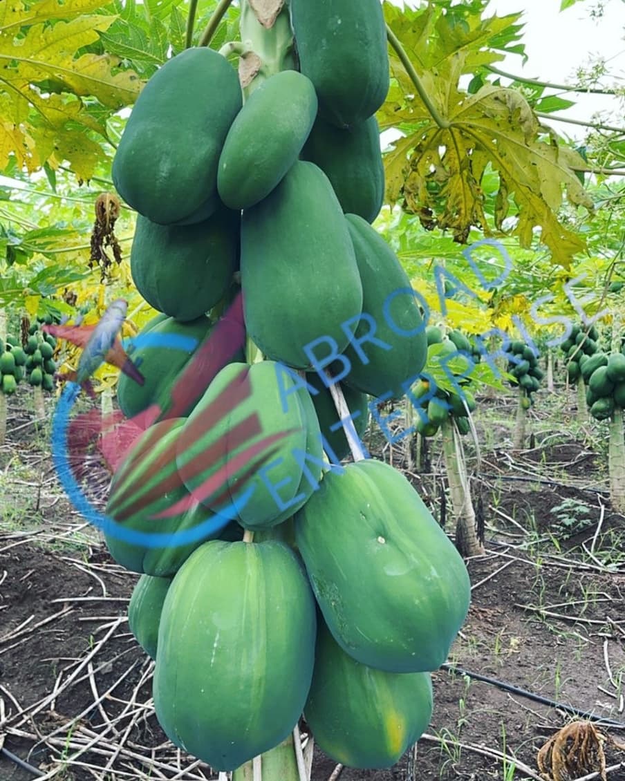 Haresh_abroad's tweet photo. We are leading exporter of Papaya from India 🇮🇳                                                           #Hareshchaudhary #hareshabroad #abroadenterprise #papaya #papayasalad #papayas #papayatree #papayaseeds #exporting #expoter #WTO #APEDA #export #usa🇺🇸 #germany🇩🇪 #portugal🇵🇹 https://t.co/kIWpBdQmEc