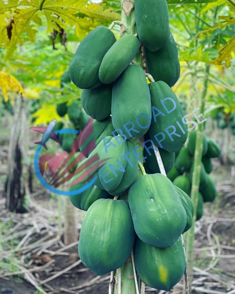 Haresh_abroad's tweet photo. We are leading exporter of Papaya from India 🇮🇳                                                           #Hareshchaudhary #hareshabroad #abroadenterprise #papaya #papayasalad #papayas #papayatree #papayaseeds #exporting #expoter #WTO #APEDA #export #usa🇺🇸 #germany🇩🇪 #portugal🇵🇹 https://t.co/kIWpBdQmEc