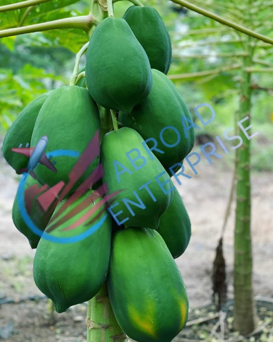 Haresh_abroad's tweet photo. We are leading exporter of Papaya from India 🇮🇳                                                           #Hareshchaudhary #hareshabroad #abroadenterprise #papaya #papayasalad #papayas #papayatree #papayaseeds #exporting #expoter #WTO #APEDA #export #usa🇺🇸 #germany🇩🇪 #portugal🇵🇹 https://t.co/kIWpBdQmEc