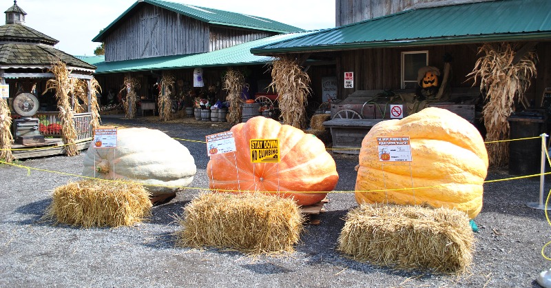 Happy October!! 

We're celebrating with the World Pumpkin Weigh Off happening tomorrow, Oct. 2nd! 🎃