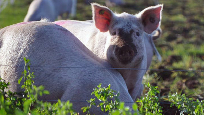 OrgResCent's tweet photo. Our September E-Bulletin is out! #Farmingwithtrees #40rganic #animalhusbandry #agroforestry #Organicseptember News, events and more!  https://t.co/AvMORWT4Hl https://t.co/t4FdFxT6tK