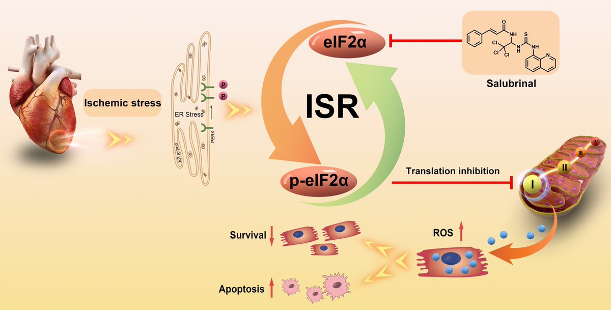 Zhao Wang (@zhaowang4695) on Twitter photo Pleased to share our recent work on the integrated stress response, oxidative control, and mitochondrial health in cardiac ischemia/reperfusion. <a href="/CircAHA/">Circulation</a>
ahajournals.org/doi/10.1161/CI… Pleased to share our recent work on the integrated stress response, oxidative control, and mitochondrial health in cardiac ischemia/reperfusion. <a href="/CircAHA/">Circulation</a>
ahajournals.org/doi/10.1161/CI…