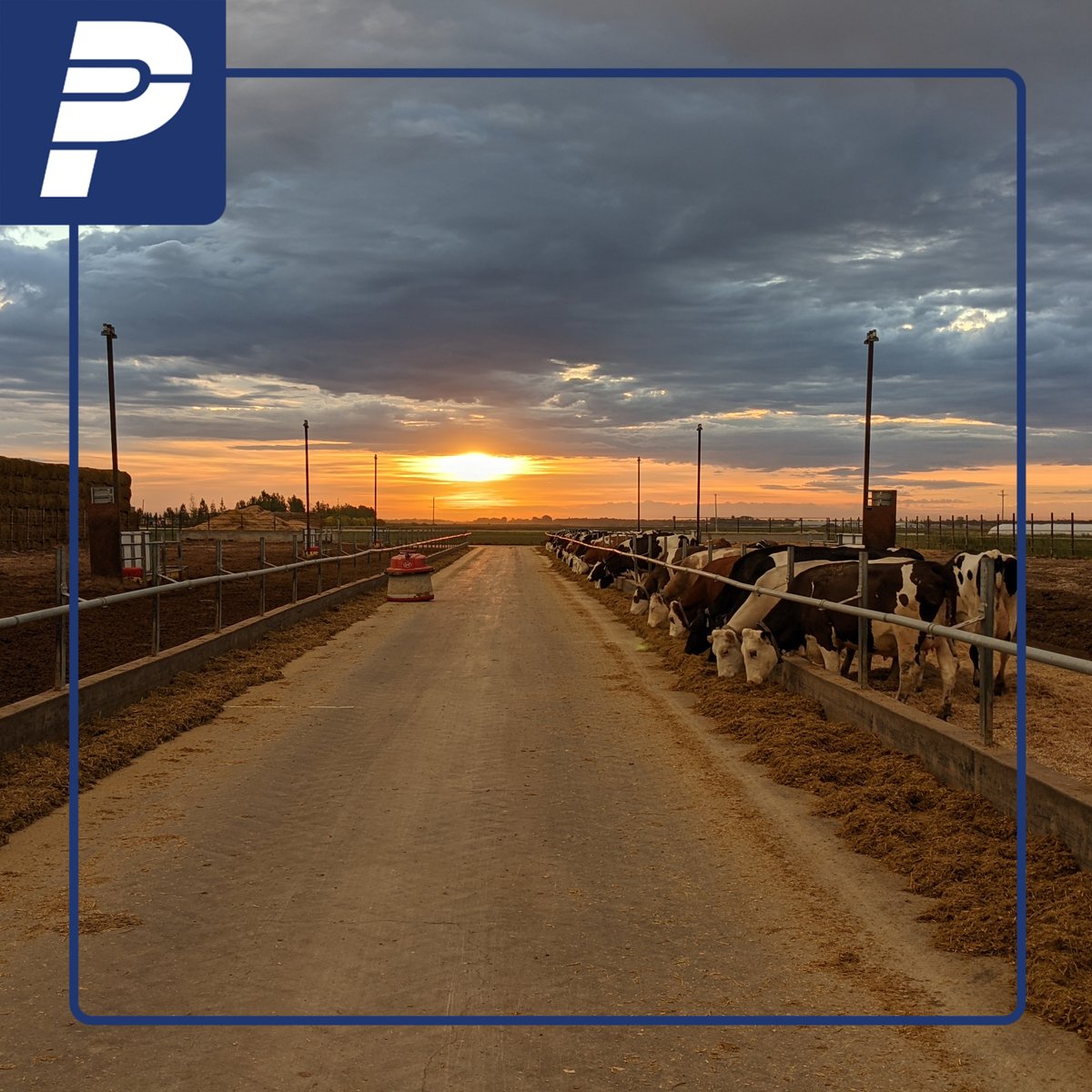 PennerFarm's tweet photo. Don't you love when you can pause to reflect, take in the sunset, snap a photo and the feed is still being pushed? We sure do.

We especially love this weather, it gives the @dairyrobot #lelyjuno a chance to run outdoors a little bit longer!

#webuildfarms https://t.co/BrHiNR4xgD