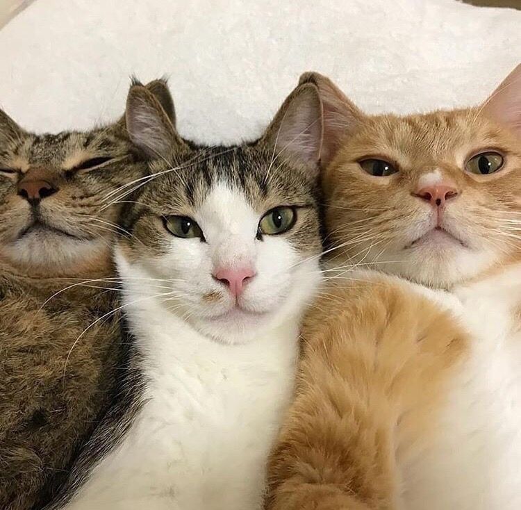 enhypen's maknae line = cats