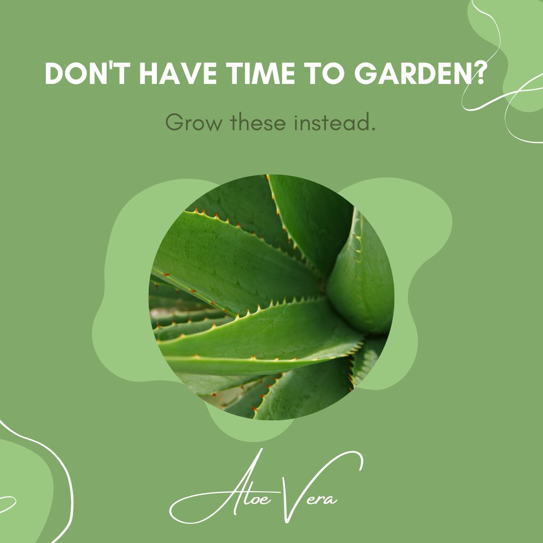 greenwaybiotec's tweet photo. Short on time, but still want to #garden? Find #plants that suit your lifestyle. 

If this is you, focus on plants that are: 

- Low maintenance 
- Resilient 
- Fast growing 
- High yielding 

Swipe for a couple of options that could work for you.😉 Happy growing!🌱 https://t.co/9emrhoIjbh