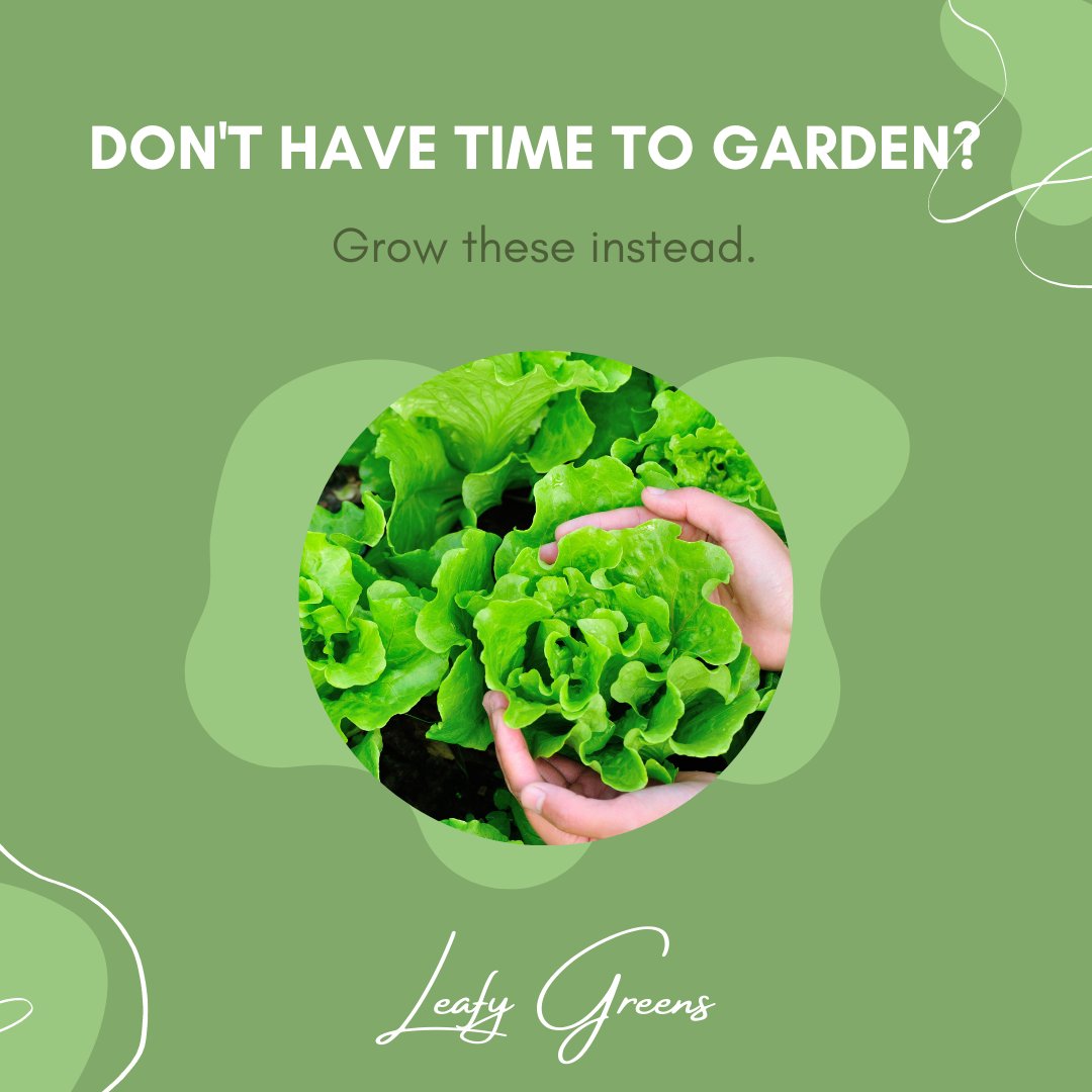 greenwaybiotec's tweet photo. Short on time, but still want to #garden? Find #plants that suit your lifestyle. 

If this is you, focus on plants that are: 

- Low maintenance 
- Resilient 
- Fast growing 
- High yielding 

Swipe for a couple of options that could work for you.😉 Happy growing!🌱 https://t.co/9emrhoIjbh