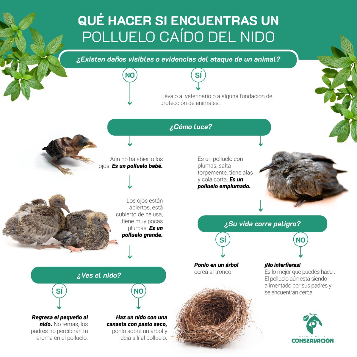 pqconservacion's tweet photo. ¿Te has encontrado un pichón o polluelo y no sabes qué hacer? ¡Sigue este proceso! #ParqueDeLaConservación #RescateDeAves #SMPdeMedellín https://t.co/N9Sxfq4aRh
