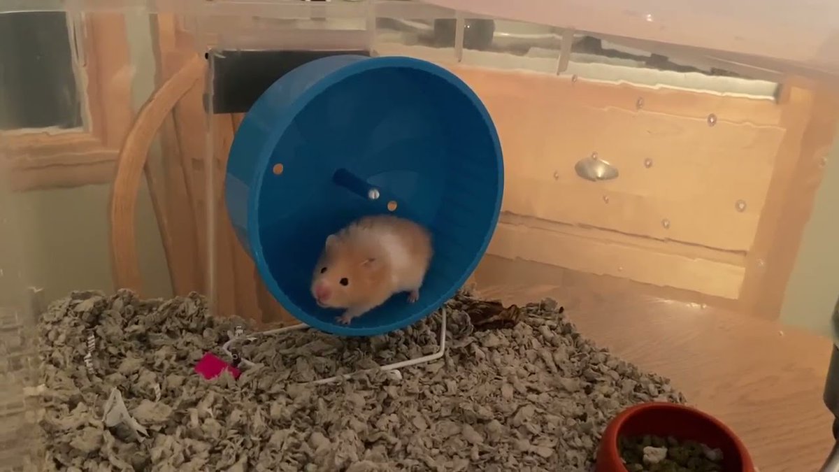 mnpcktpetrescue's tweet photo. We have several pets that will be available for adoption soon. Here is a little sneak peek of one of them - Say hello to one of our new intakes, Hokulani
https://t.co/7gDki4J7Og
#pocketpets #mnppr #adopt #rescue #rescuepets #cuteanimalvideos https://t.co/xqncA7zyP6
